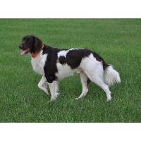 Robingun Kennels Munsterlander breeder