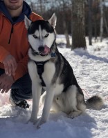 Logan Parks - Siberian Husky Stud