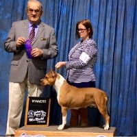 yorkie puppies for sale in beaufort sc search locally for american staffordshire terrier breeders nearest you yorkie puppies for sale in beaufort sc search locally for american staffordshire terrier breeders nearest you