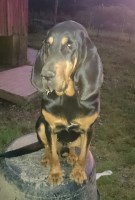 Christie - Bloodhound Stud