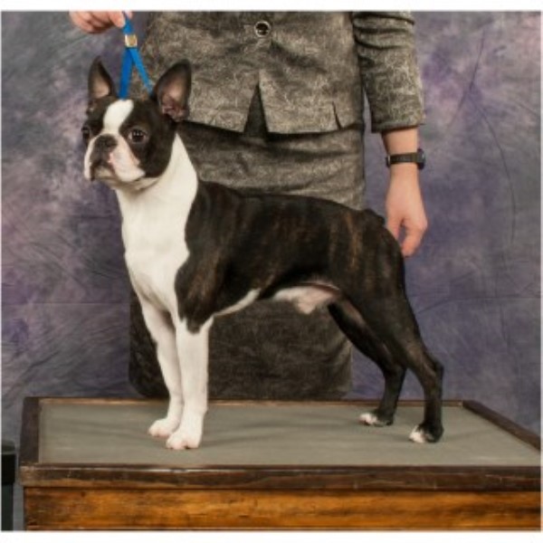 SELECTABULL, Boston Terrier Stud in Pembroke, Ontario