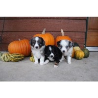 Plum Creek Aussies Miniature Australian Shepherd breeder