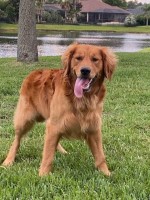 THOMAS MOLONEY - Golden Retriever Stud