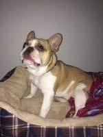 Lola - French Bulldog Stud