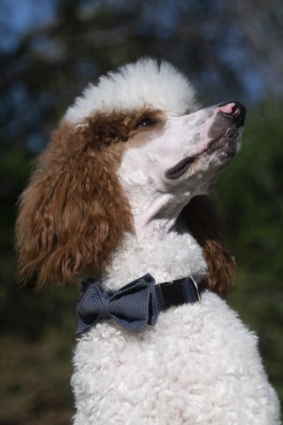 Poodle Standard Stud 30977