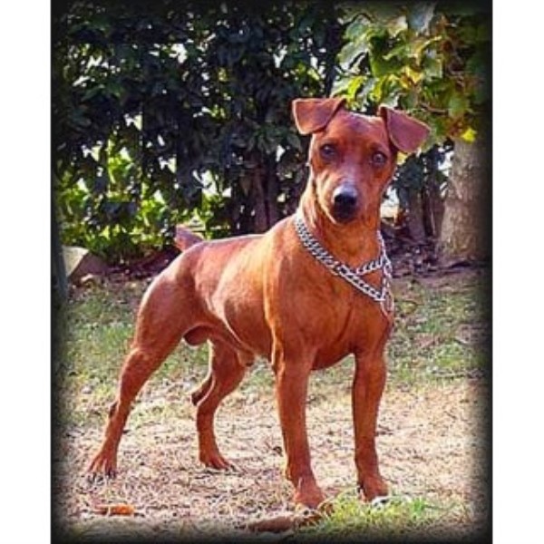 Miniature Pinscher Stud 25245