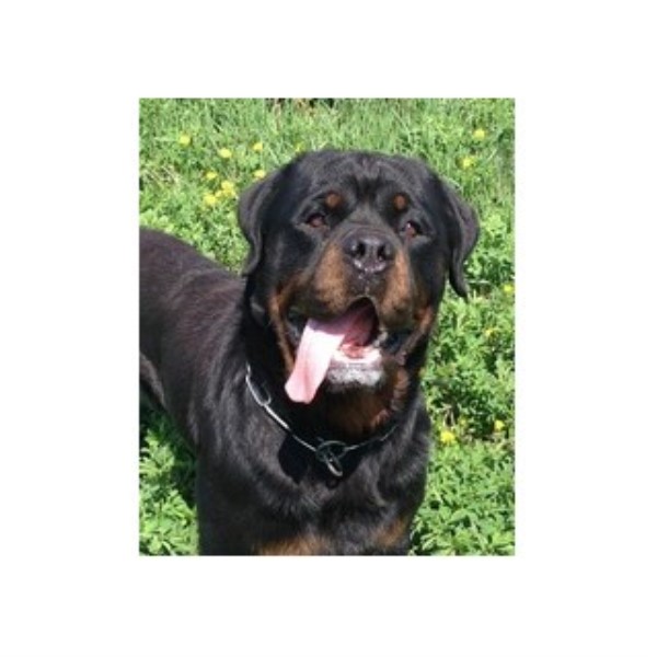 Wild Rose Rottweilers