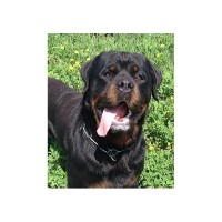 Wild Rose Rottweilers Rottweiler breeder