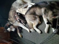 Amy - Siberian Husky Stud