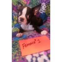 R&B Ranch Boston Terrier breeder