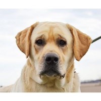 Labrador Retriever Breeders in Ohio (Page 1)