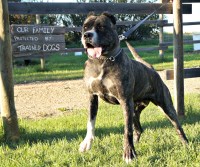 Perro De Presa Canario thumbnail