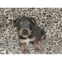 Glenda Bear Rat Terrier breeder