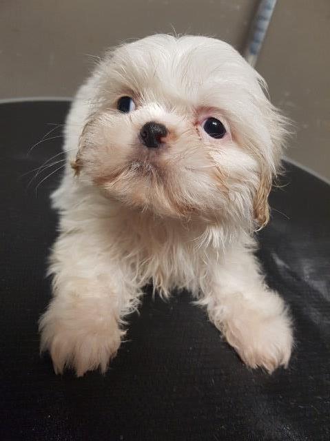 Shih Tzu Breeder 27659