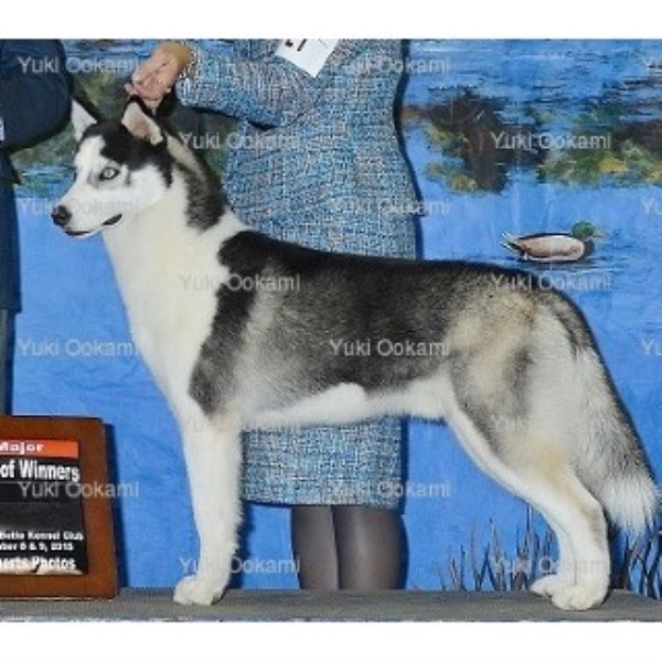 Siberian Husky Breeder 19851