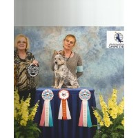 Bison Ridge Blue and Red Heelers Australian Cattle Dog breeder