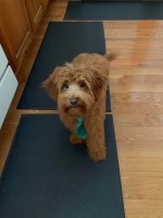 Emily Meadows - Goldendoodle Stud