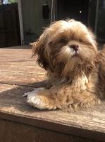 Megan keeney - Shih Tzu Stud