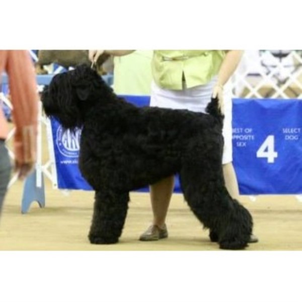 Black Russian Terrier Breeder 17593