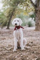 Anthon McLaws - Poodle Standard Stud