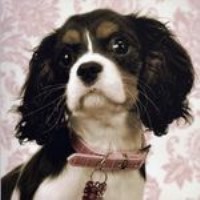 Royal Flush Cavaliers Cavalier King Charles Spaniel breeder