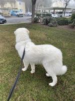 Carsen Crockett - Great Pyrenees Stud