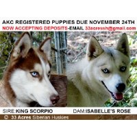 33 Acres Siberian Huskies Siberian Husky breeder