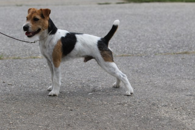 Hillside Jack Russells