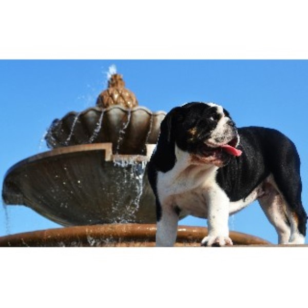 Inland Empire Bulldogs English Bulldog Stud In Fontana