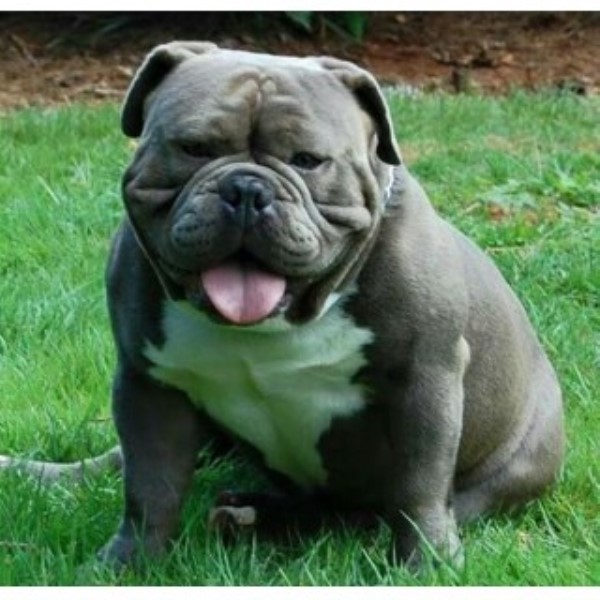 English Bulldog Breeder 24964