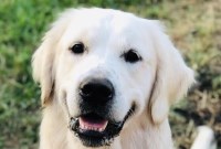 Susanna Prim - Golden Retriever Stud