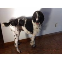 Teampink Kennels Poodle Standard breeder