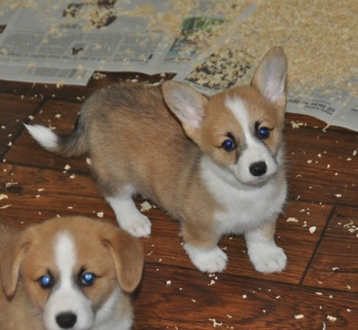 Classy Corgis