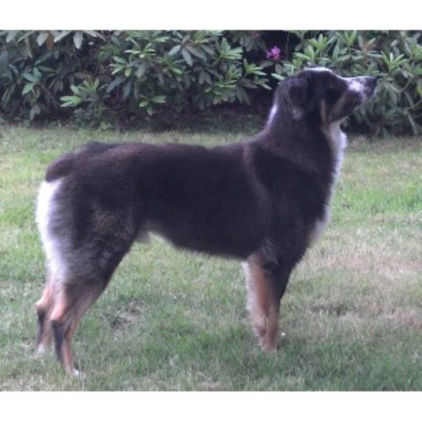 Australian Shepherd Dog Breeder 20848