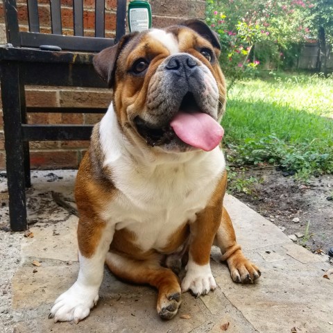 Moon & Stars Bulldogs