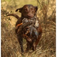 CD KENNELS STABLES HOME OF ELLIOTT'S BLUE COLLAR LABS Labrador Retriever breeder