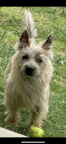 Cairn Terrier Stud 30572