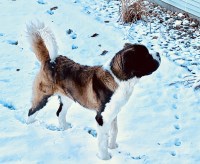 Sylvia Kroger - Saint Bernard Stud