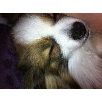 Pom Beach Pomeranians Pomeranian breeder