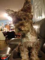 James Cleary - Miniature Schnauzer Stud