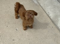 Shih Tzu thumbnail