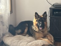 Jessamyn Fairfield - German Shepherd Dog Stud