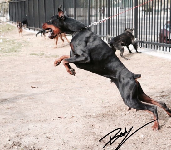 European Doberman Stud