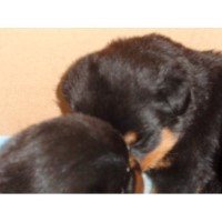 Vom Born Hutter Kennels Rottweiler for breeder