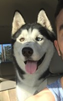 Ahmed Mohamed - Siberian Husky Stud