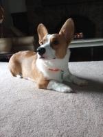 Pembroke Welsh Corgi Stud - O'Donnell Industrial Design