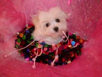 Princess Pet Maltipoo breeder