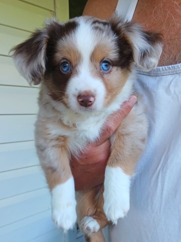 Miniature Australian Shepherd Breeder 31815