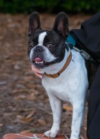 Caroline Harris - French Bulldog Stud