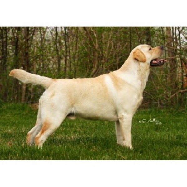 Dog Kennels For Sale Thunder Bay Dog Kennels For Sale Thunder Bay